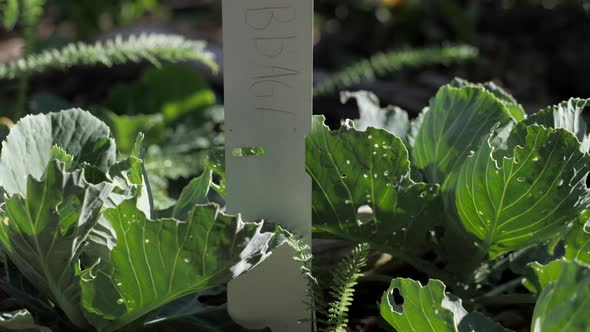 Cabbage With Label Growing In A Vegetable Garden