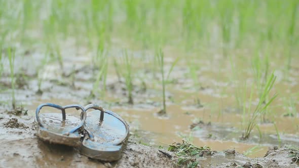 Shoes In Rice Field During Raining