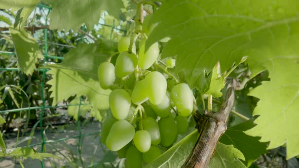 A Bush with a Bunch of Green Wet Grapes in Water Drops on a Summer Sunny Day Outdoors