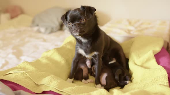 A Japanese Chin, Chihuahua mix mother with suckling 2 week old puppies