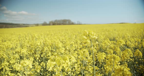 Canola Flowers in a Field Swaying Back and Forth with the Wind