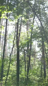 Vertical Video of Forest By Day