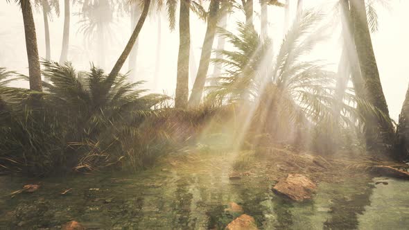 Coconut Palms in Deep Morning Fog