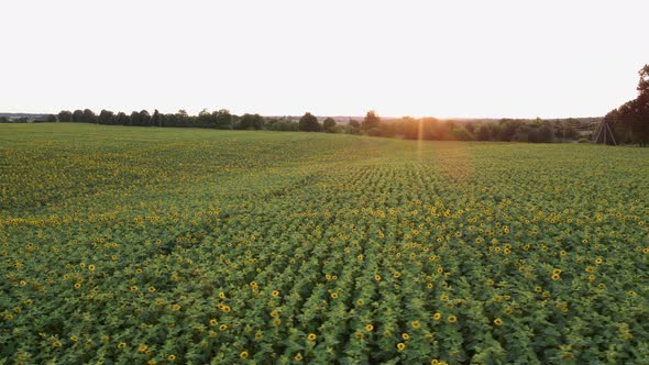 Aerial View of Sunflowers Field, Drone Moving Across Yellow Field of Sunflowers, Rows of Sunflowers
