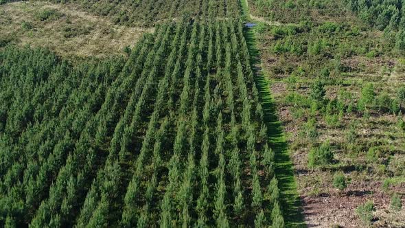 Field of fir trees in the Perigord region in France seen from the sky