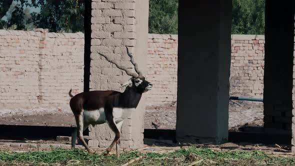 Spiral Horned Elands Walking Past Brick Column In Pakistan. Slow Motion