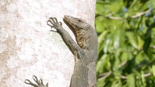 Sleepy Monitor Lizard Climb and Hold on to Tree Vertically