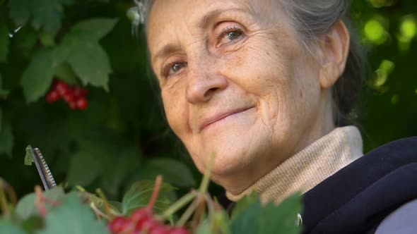 Happy Beautiful Senior Woman is Holding Red Berries of Guelder Rose and Showing Them in the Garden