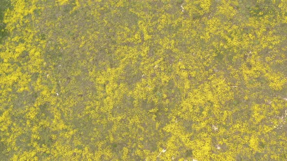 Perennial Basket of gold Alyssum Aurinia saxatilis flower by May 4K drone footage