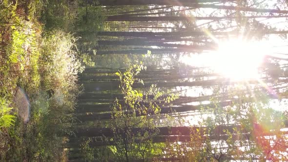 Vertical Video of a Forest with Many Trees in Autumn