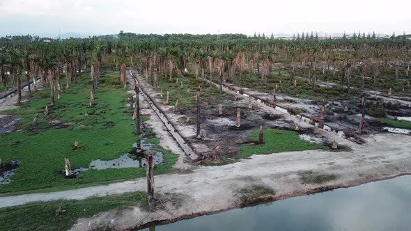 Dry oil palm trees beside river.