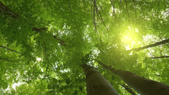 Walking Through the Forest