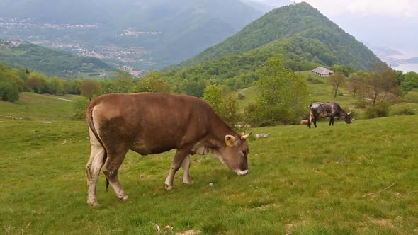 Brown Cows in Alpine Meadow Near Como Lake, Italy