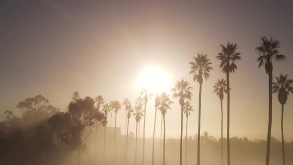 Aerial shot of clouds and sunrise behind a row of palm trees