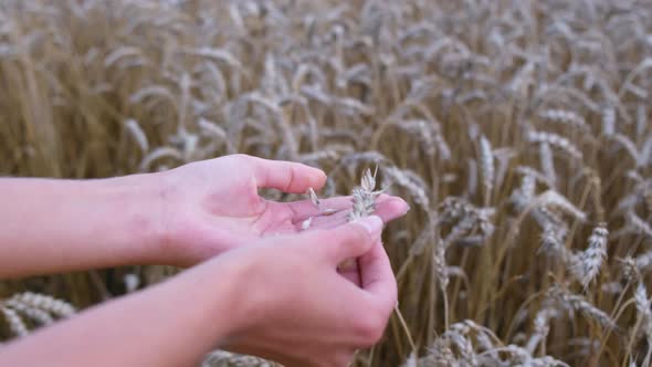 Young girl agronomist checks the ripeness of grain in spikelets.