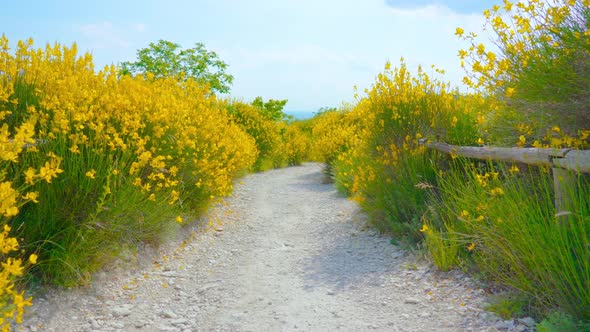 Dirt Path Among the Yellow Rapeseed Plants