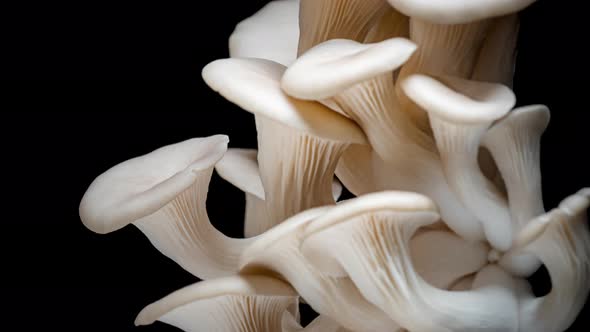 Time Lapse of Oyster Mushrooms