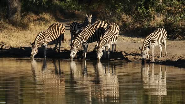 Plains Zebras At Waterhole - South Africa