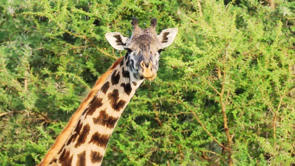 Giraffe Giraffa Camelopardalis in Kruger National Park South Africa