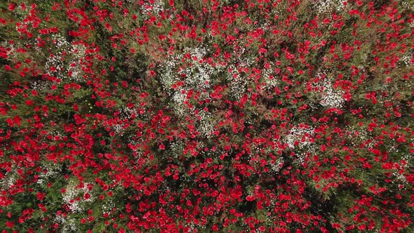 Aerial View of Blooming Poppy Flowers