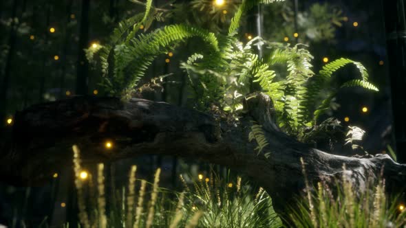 Horizontally Bending Tree Trunk with Ferns Growing, and Sunlight Shining alt