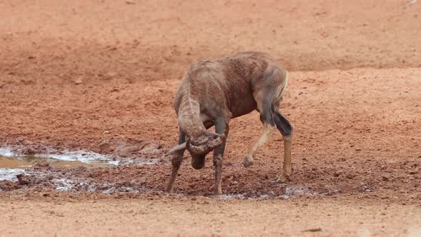 Tsessebe Antelope Playing In Mud