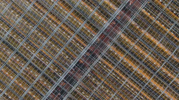 Transparent Glass Roofs of Greenhouses with Growing Plants