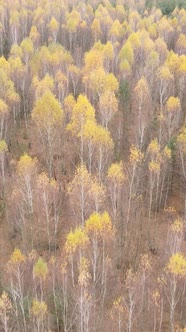 Vertical Video of Trees in the Forest Slow Motion