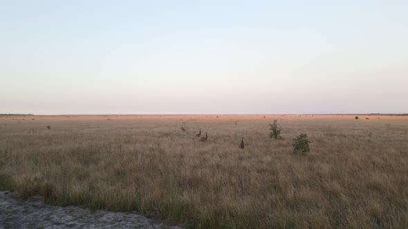 A group of Emus standing still in the tall dry grass in outback Australia
