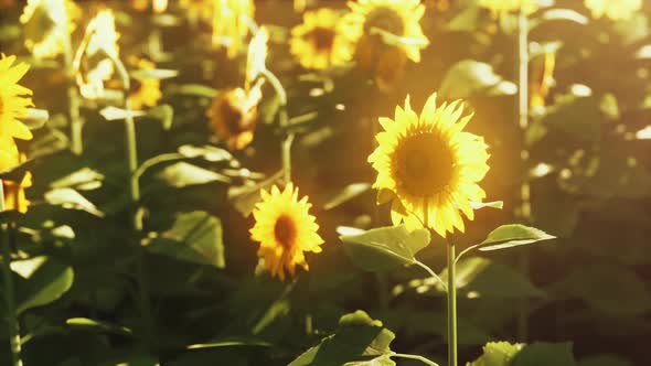 Sunflower Field Landscape at Sunset