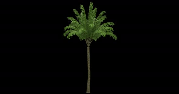 Date Palm Tree alt