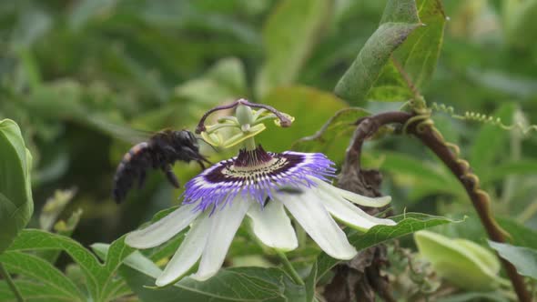 Close up of a yellow and black bumblebee and a green cuckoo wasp flying over a blue crown passion fl