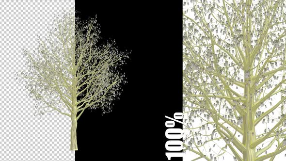 Euro Tree Growth Animation