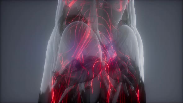 Blood Vessels of Human Body alt