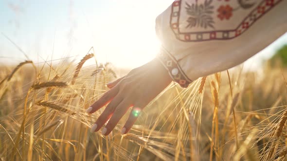 Woman in Ukrainian Embroidered Shirt Touching Ripe Ears of Barley or Wheat in Sunset Light