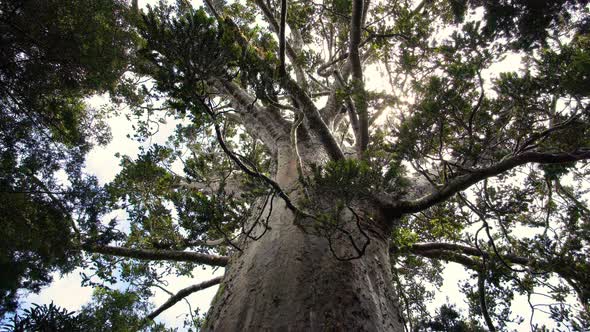 Huge Hauri Tree in Primeval Forest in New Zealand Nature