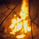 Fire Flame Forest Night Branch Dark Pine Bright Burning Summer Evening Lifestyle - VideoHive Item for Sale