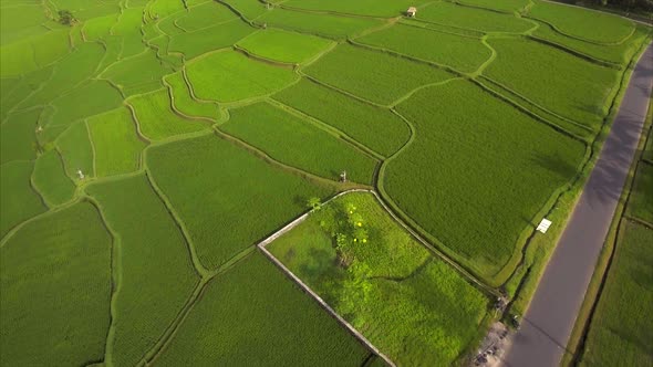 Flying over the rice terraces, over the young shoots of rice.