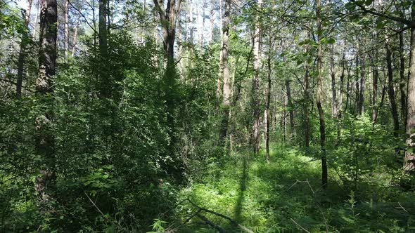 Beautiful Green Forest on a Summer Day Slow Motion