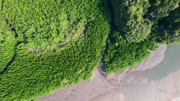 drone aerial top down view of green mangroves and a river during low tide revealing a sandbar in Ao