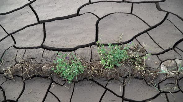 Plants growing out of dry mud with cracks
