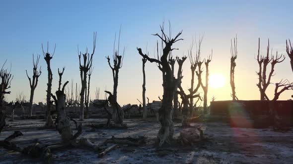 Aerial ground level shot capturing the spooky abandoned Villa Epecuen with withered trees and driftw