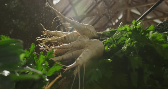 Parsnips on organic farm