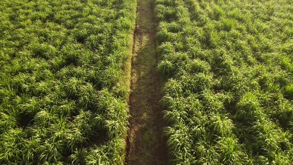 Aerial view on the car driving through sugar plantations