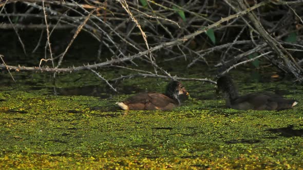 Young Common moorhen, Gallinula chloropus, France