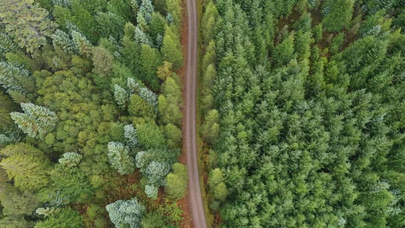 Countryside road through green wood