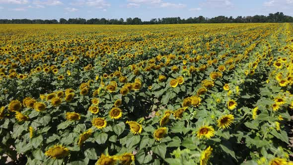 Large Field with Sunflowers on a Sunny Summer Day