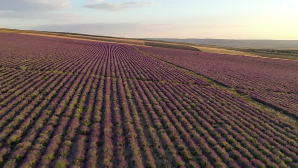 Aerial Nature Landscape Video