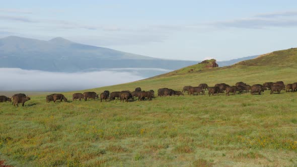 Buffalos walking up the hill in Ngorongoro crater Tanzania