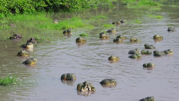 Group Of African Bullfrogs Mating In The Murky Water Of River In Central Kalahari, Botswana. - wide